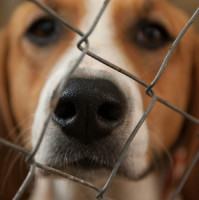 Na Brněnsku došlo při kontrole k útoku psů na veterinární inspektory